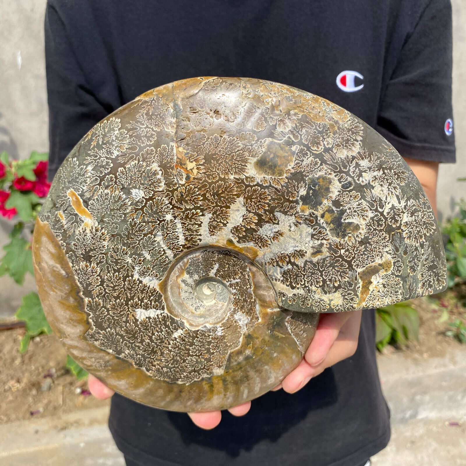 5.2lb Large Natural Ammonite Fossil Conch Quartz Crystal Specimen Healing
