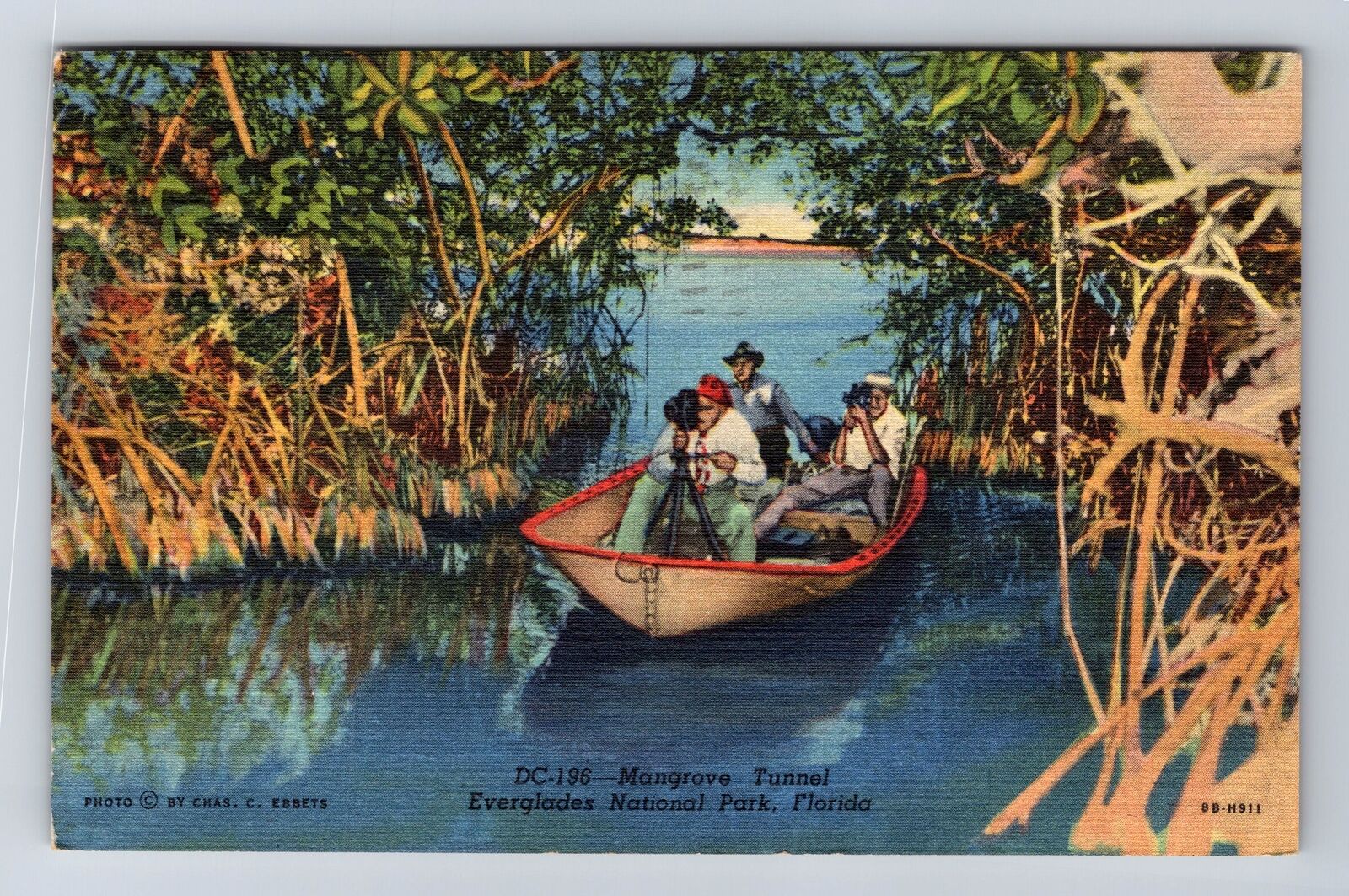 Everglades National Park, Mangrove Tunnel, Series #DC196, Vintage Postcard