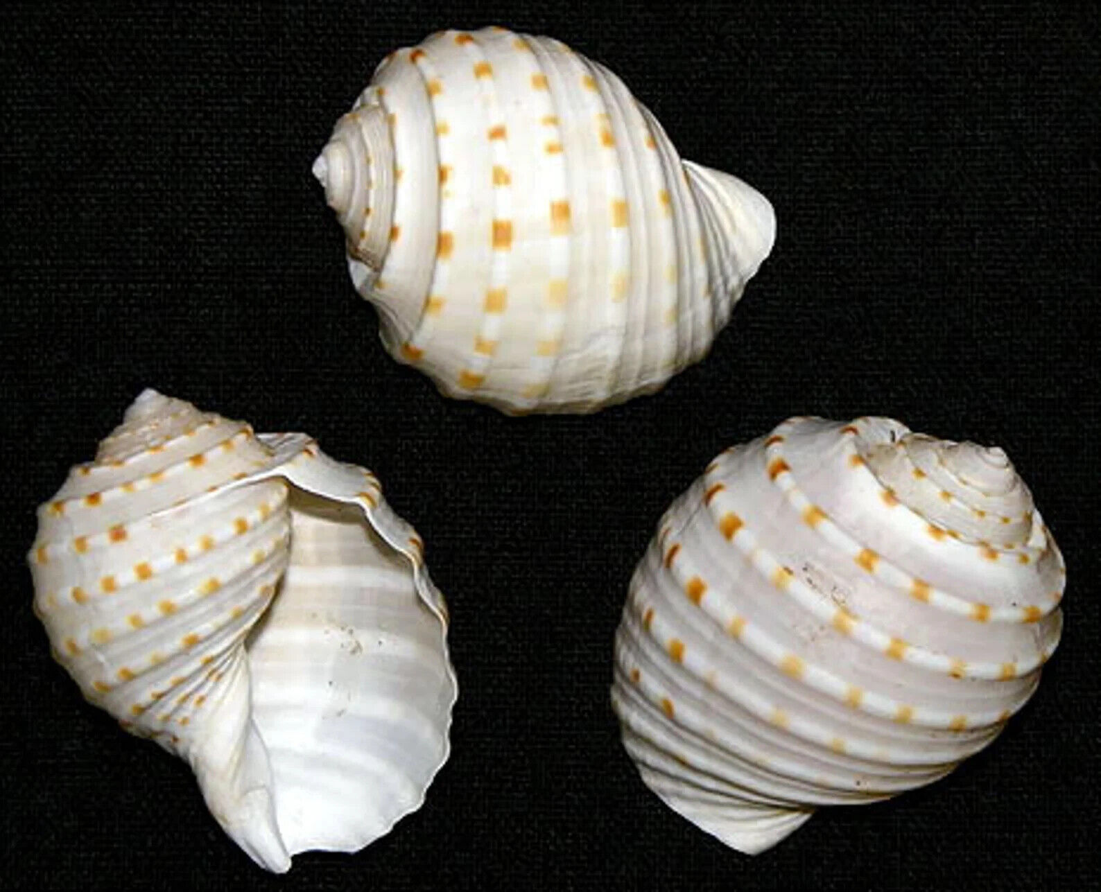 Spotted Tun ~ Tonna Tessalota Seashells 2\