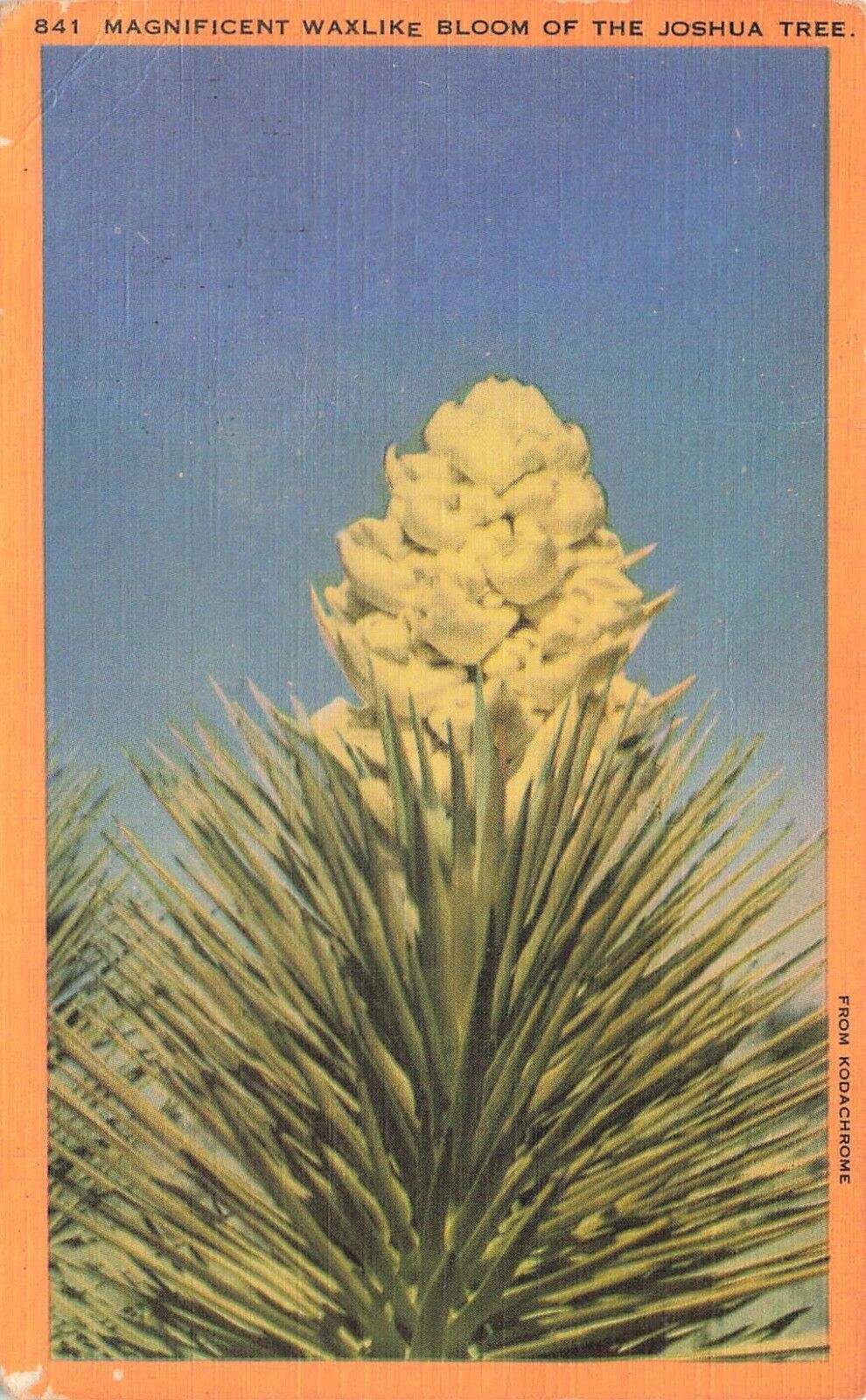 Postcard - Magnificent Waxlike Bloom Joshua Tree California CA