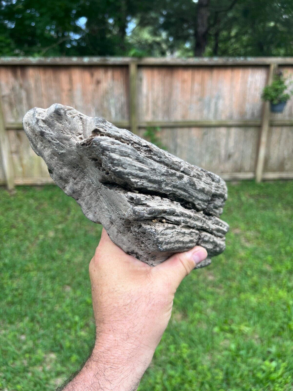 Texas Petrified Wood 10x5x2 Unique Natural Detailed Log Piece Manning Formation