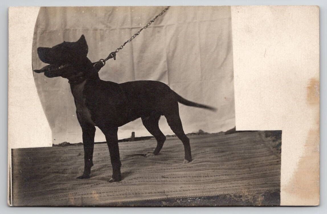 RPPC Beautiful American Staffordshire Dog c1908 Masked Photo Postcard S27