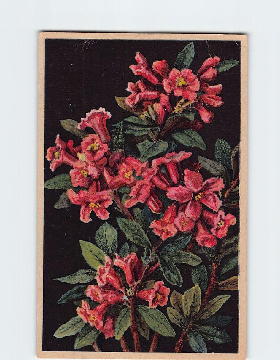 Postcard Rhododendron (Rhododendron Ferrugineum)