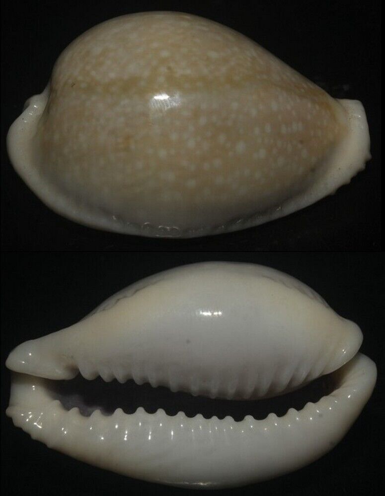 Tonyshells Seashells Cypraea miliaris VERY LARGE CLOUDY FORM 40.5mm Gem, cloudy