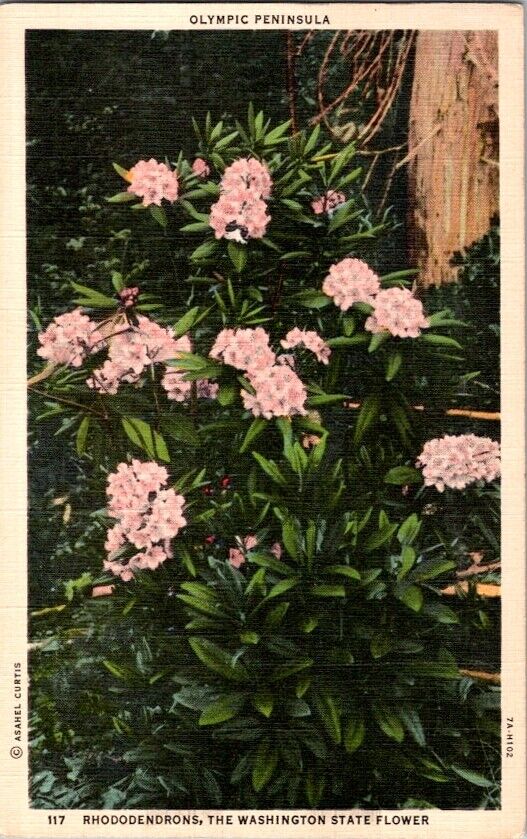  Postcard Rhododendrons Washington State Flower WA Washington 1938         K-834