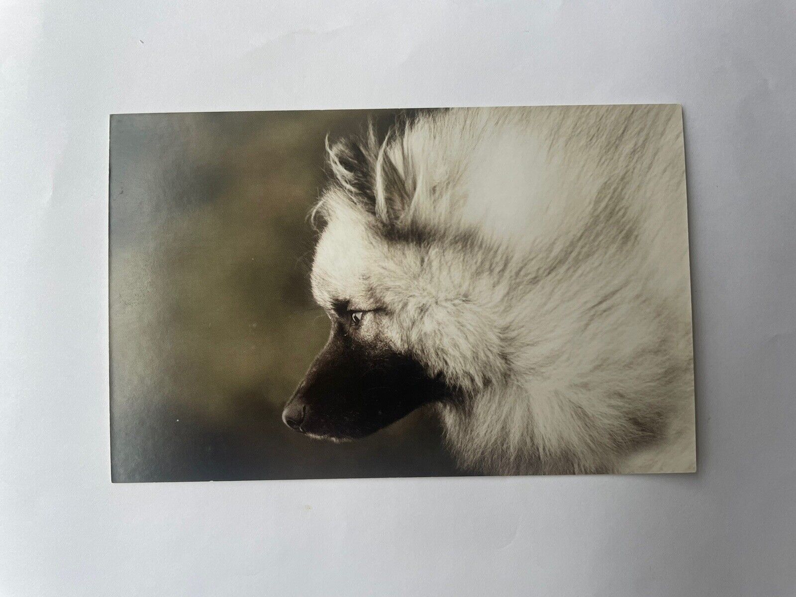 Keeshond dog Photo Card Astrid Harrisson 2014 Color Crisp 3.75 X 6 Unposted