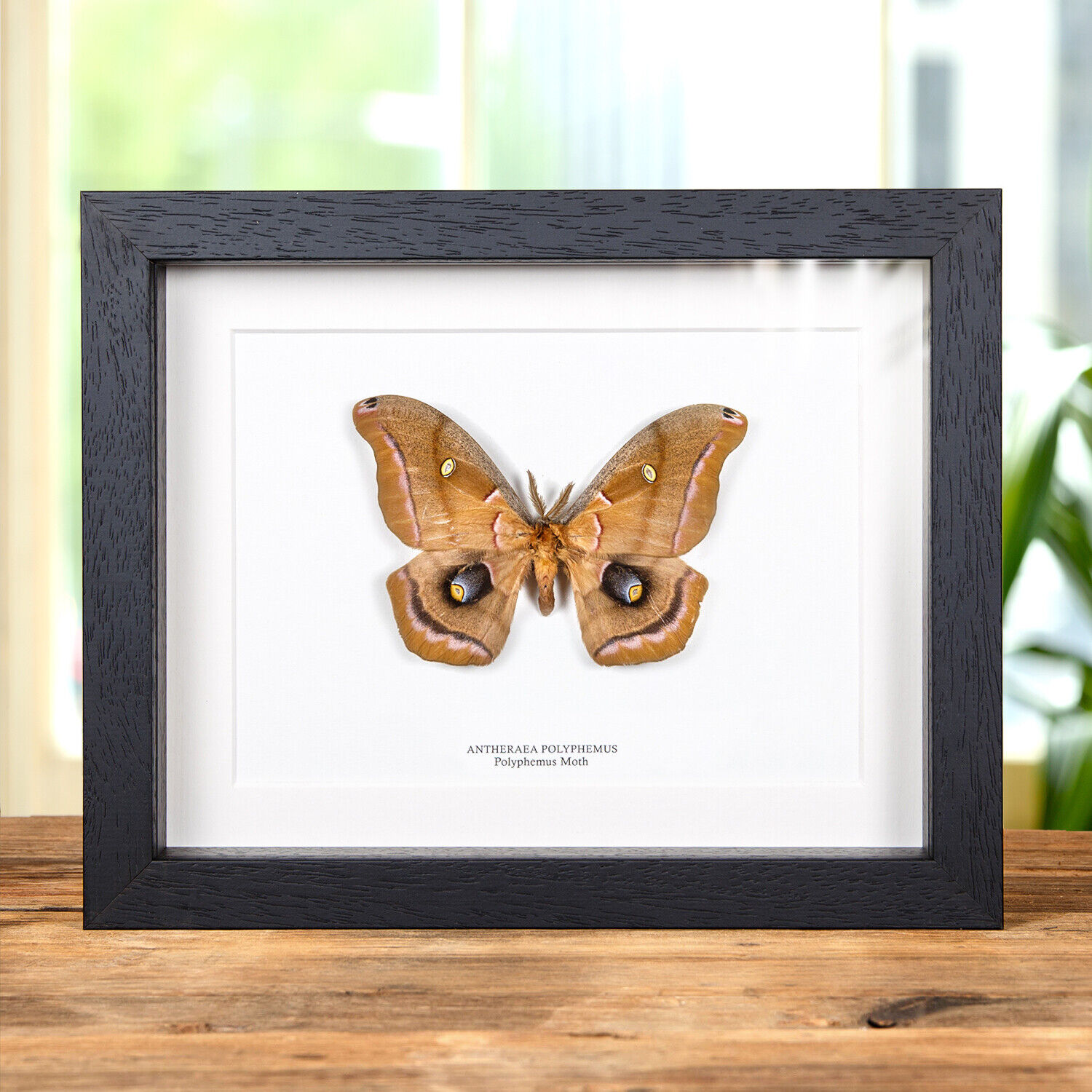 Taxidermy Polyphemus Moth in Box Frame (Antheraea polyphemus)