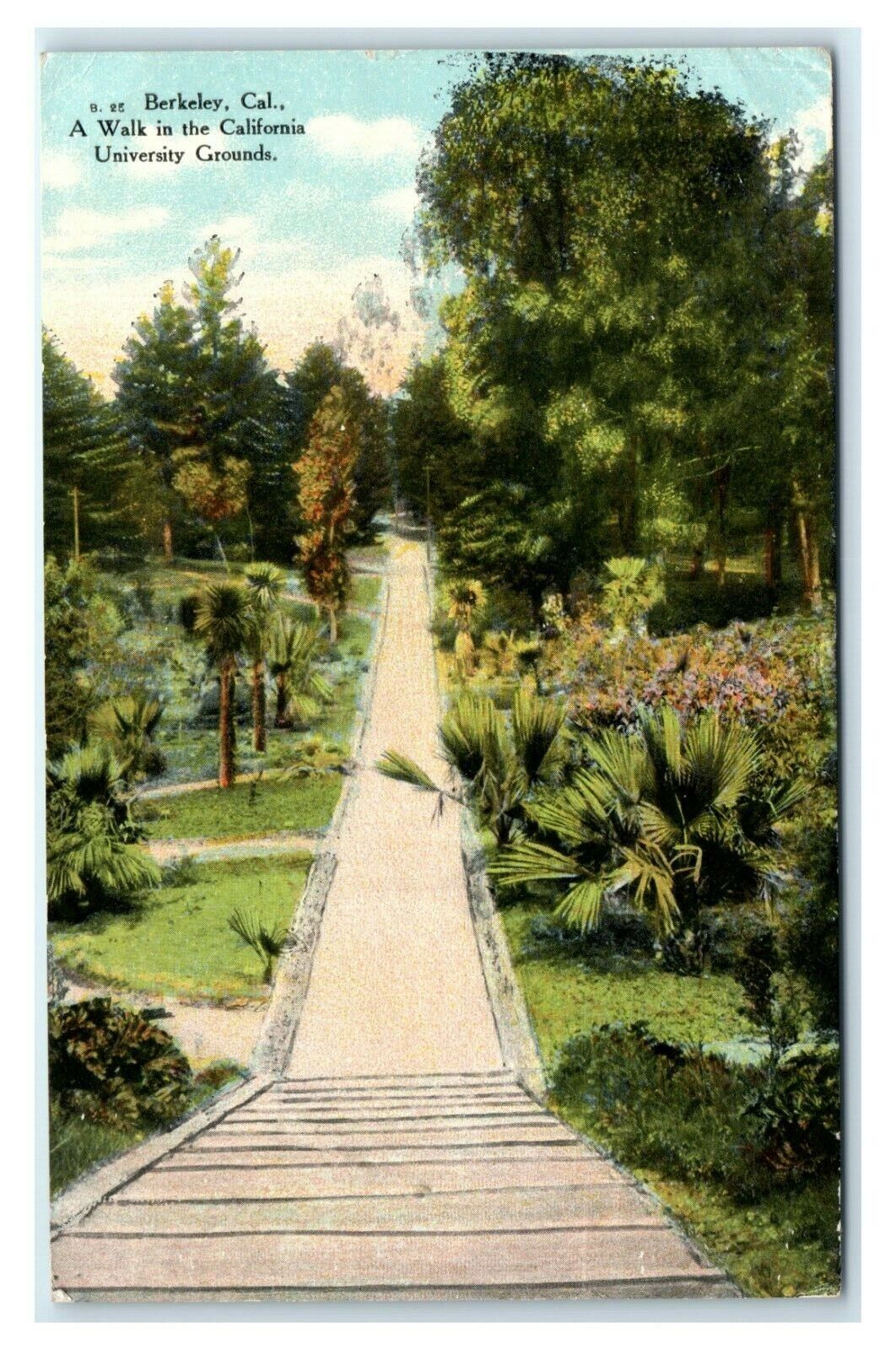 Postcard Berkeley, CA - A Walk in the California University Grounds 1909 S17