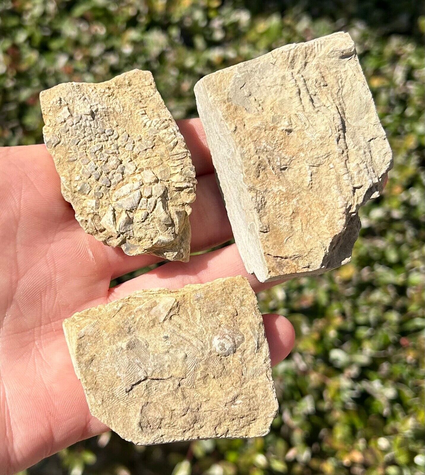 Alabama Fossil Crinoids LOT OF 3 Bangor Limestone Formation Mississippian Age