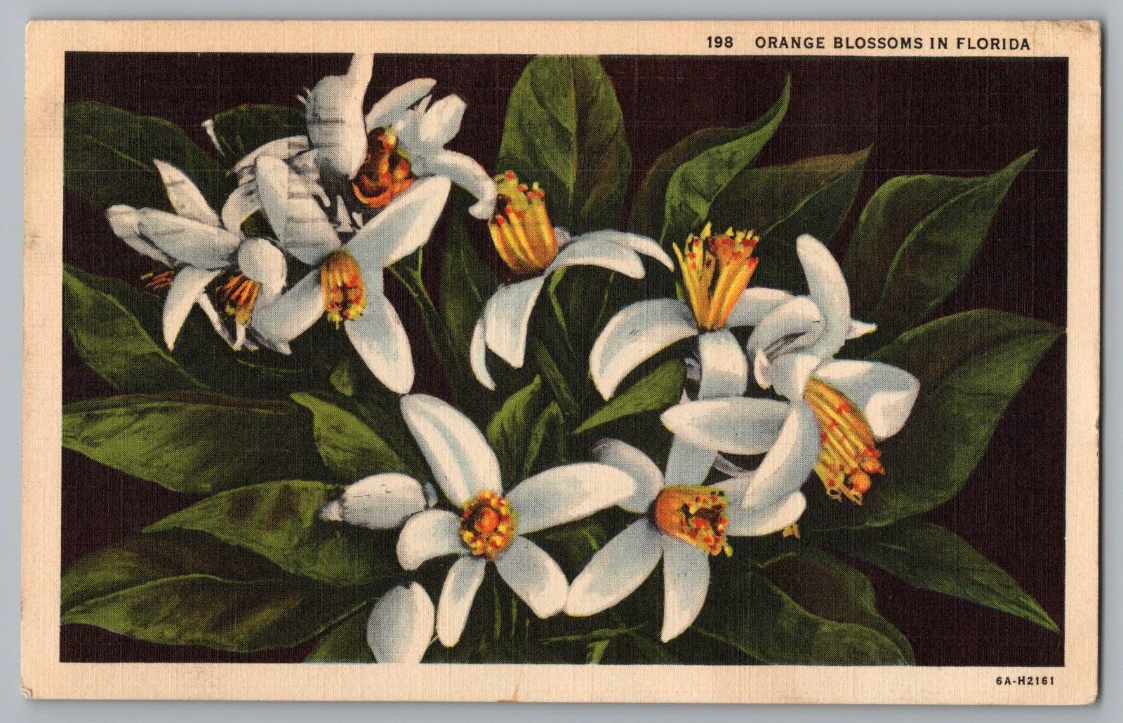 Postcard Orange Blossoms in Florida, Daytona Beach, Florida