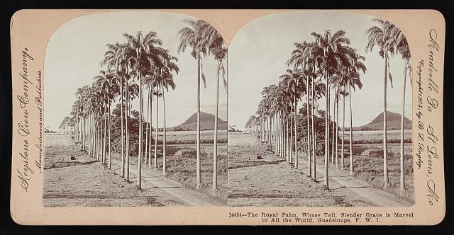 Guadeloupe The Royal Palm, Whose Tall, Slender Grace is Marvel to - Old Photo