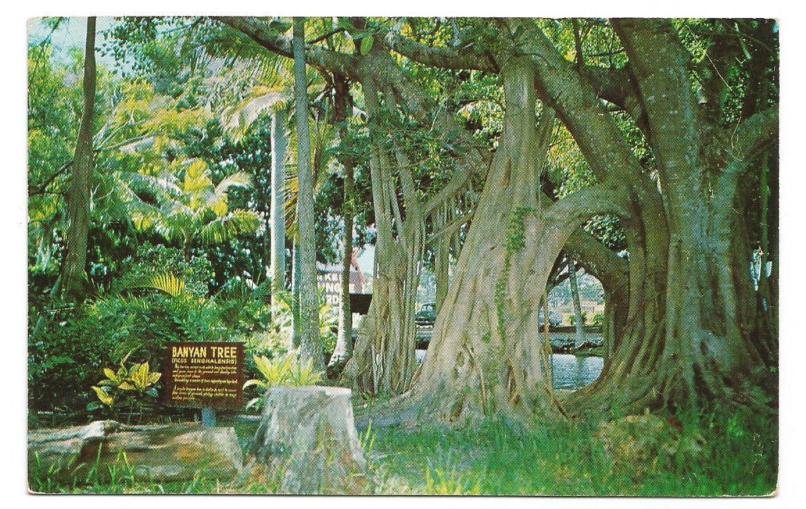 Vero Beach FL Postcard Florida McKee Jungle Gardens Banyan Tree