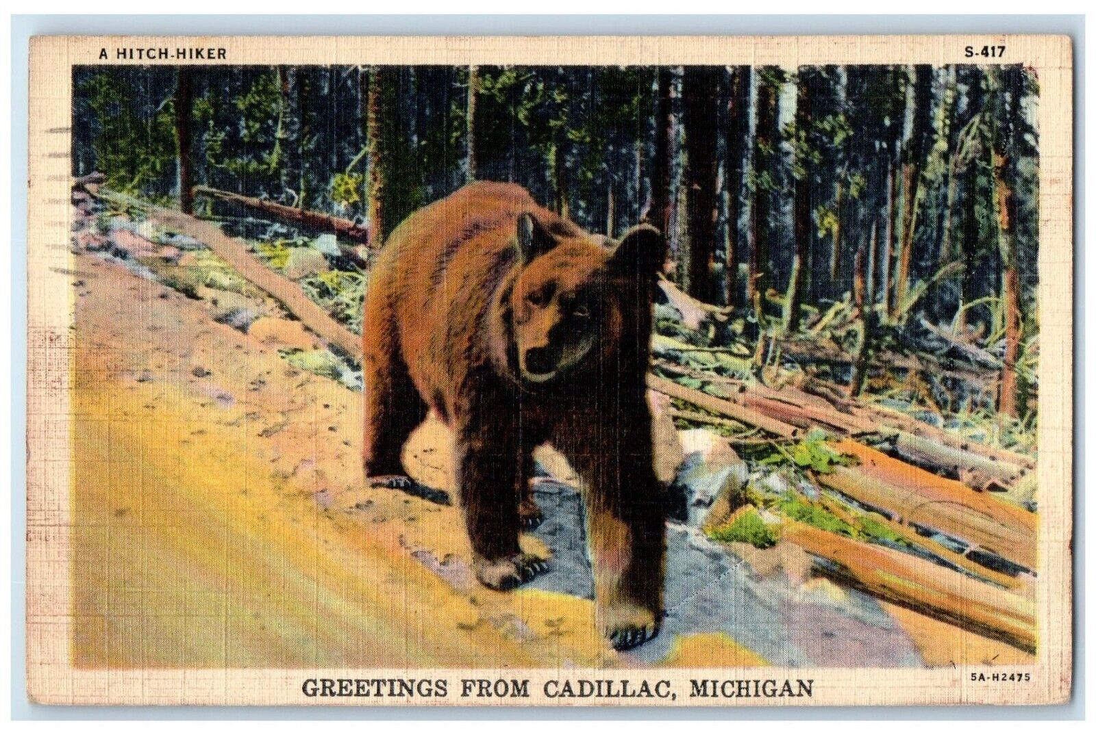 1944 Brown Bear Animal Forest Greetings From Cadillac Michigan Vintage Postcard