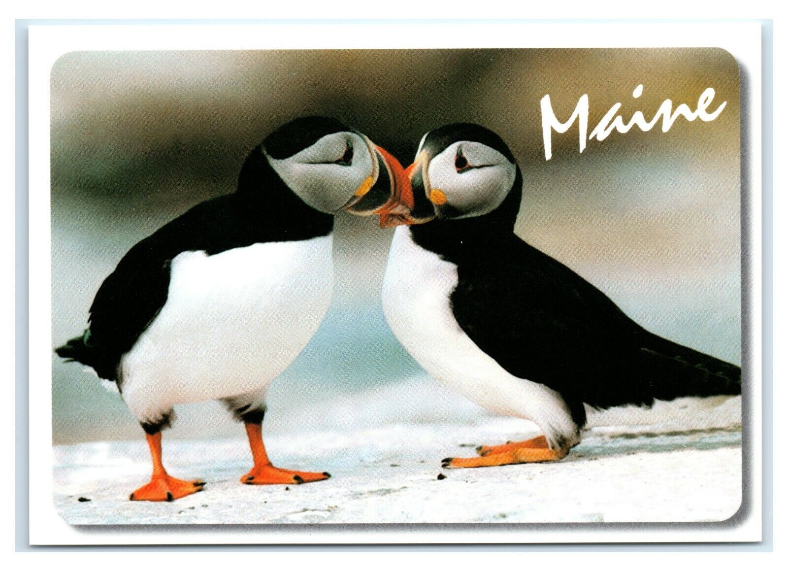 Postcard Common (Atlantic) Puffin found on Coast of Maine ME MS414