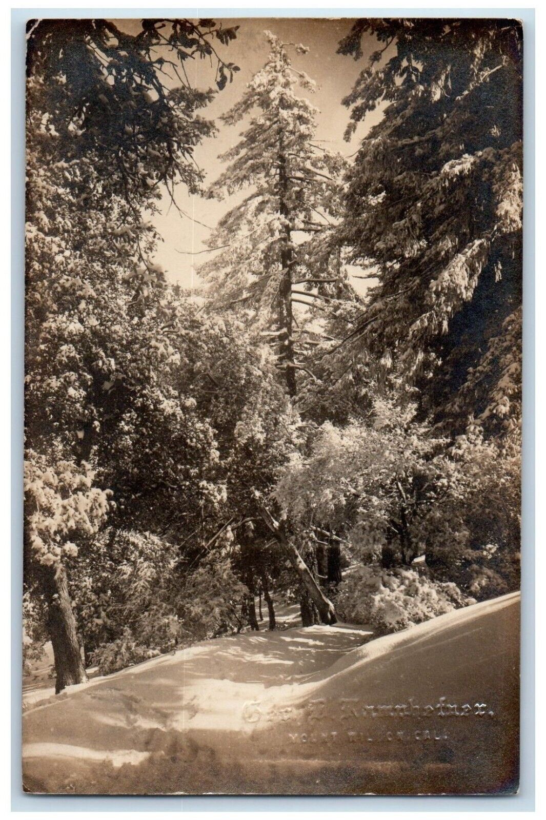 1913 George D. Kamphefner Forest Snow Trees Mt. Wilson CA RPPC Photo Postcard