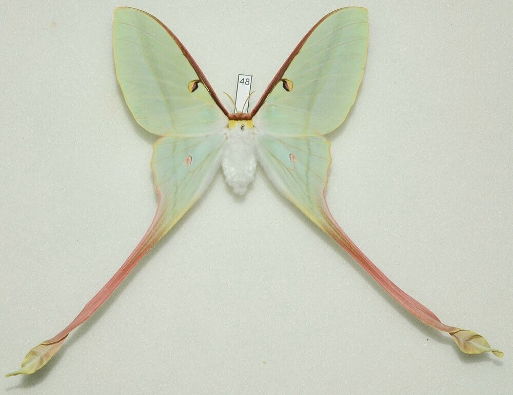 Saturniidae - Actias dubernardi - Chinese Luna Moth - #48 - female