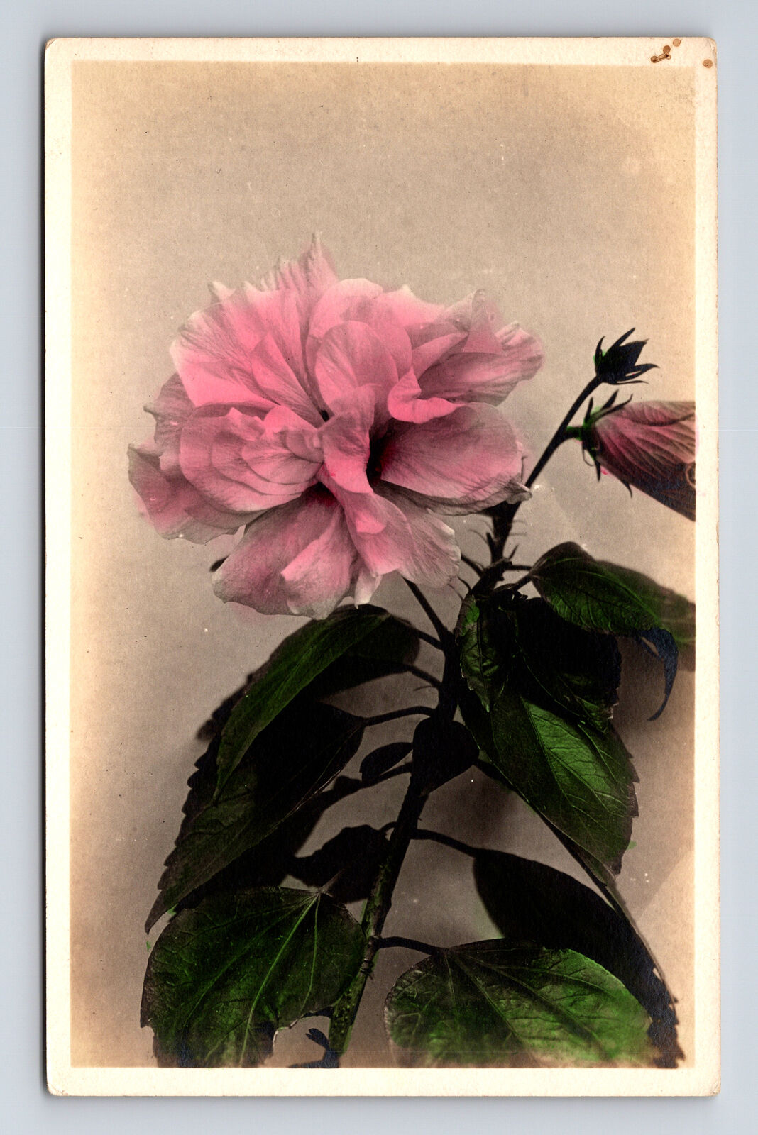 RPPC Hand Colored Pink Flower Peony? Real Photo Postcard