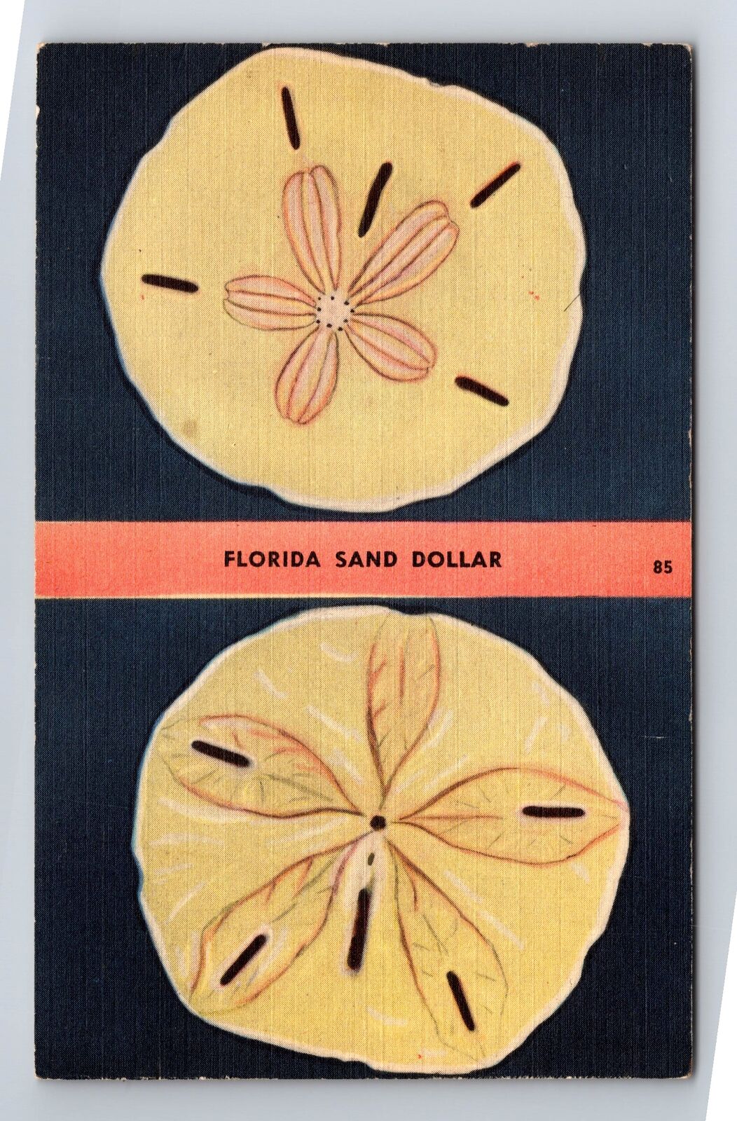 FL- Florida, Florida Sand Dollar, Antique, Vintage Postcard
