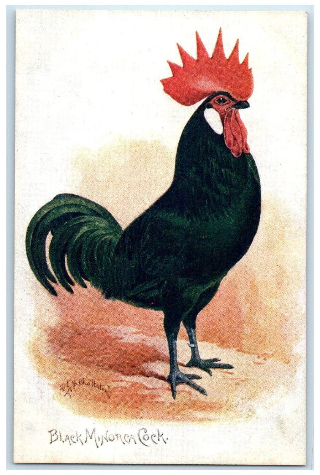 c1910\'s Black Minorca Cook Chicken Oilette Tuck\'s Unposted Antique Postcard