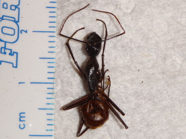 Hymenoptera Formicidae Giant Malaysia Ant 19mm Species #75 Insect Bug Collection