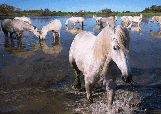 Camargue Gray Horses in the marsh 3D Postcard -  (France)  