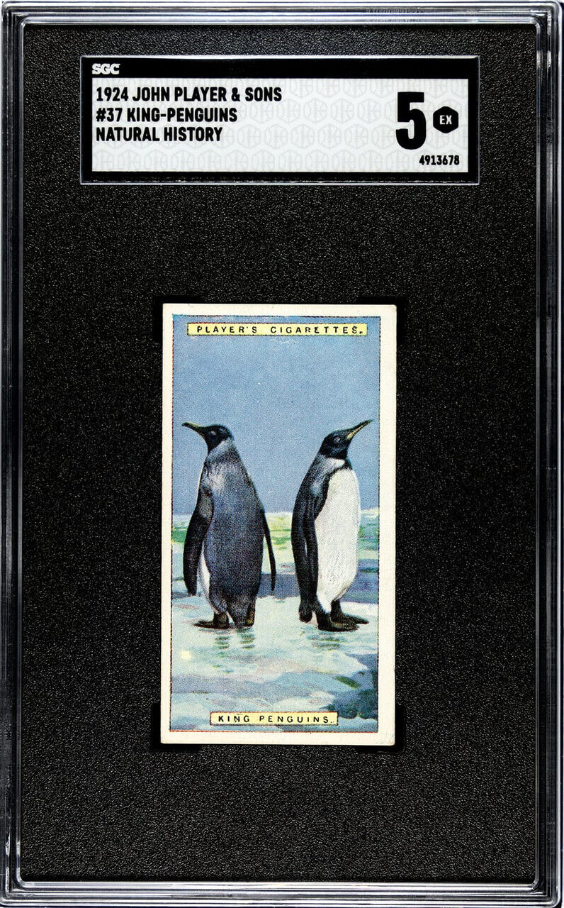 1924 John Player & Sons King-Penguins #37 Natural History SGC 5