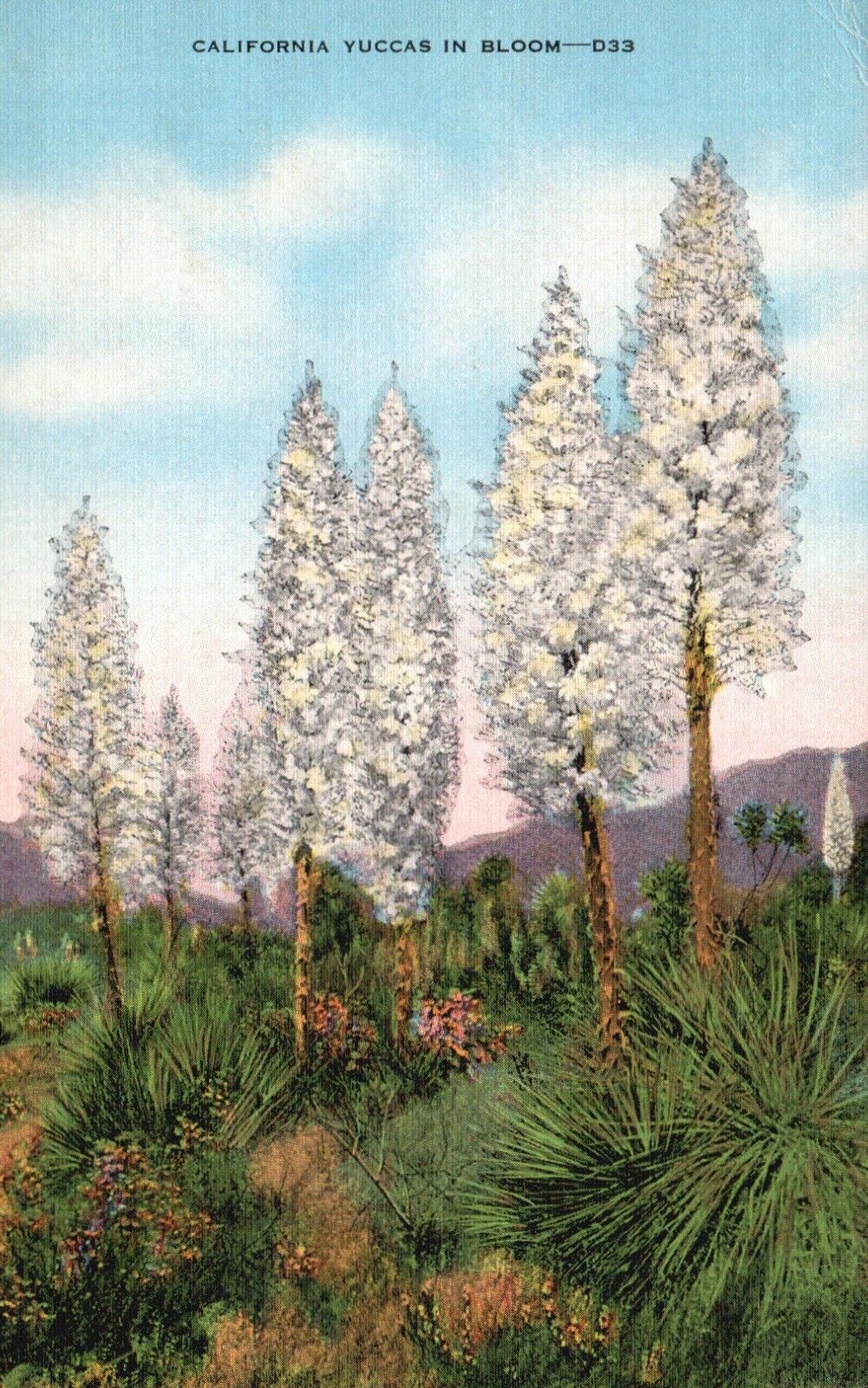 Postcard CA California Yuccas in Bloom Posted 1948 Linen Vintage PC J3397
