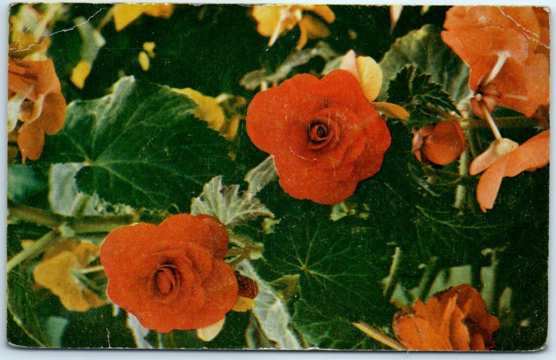 Postcard - Flower - Begonia