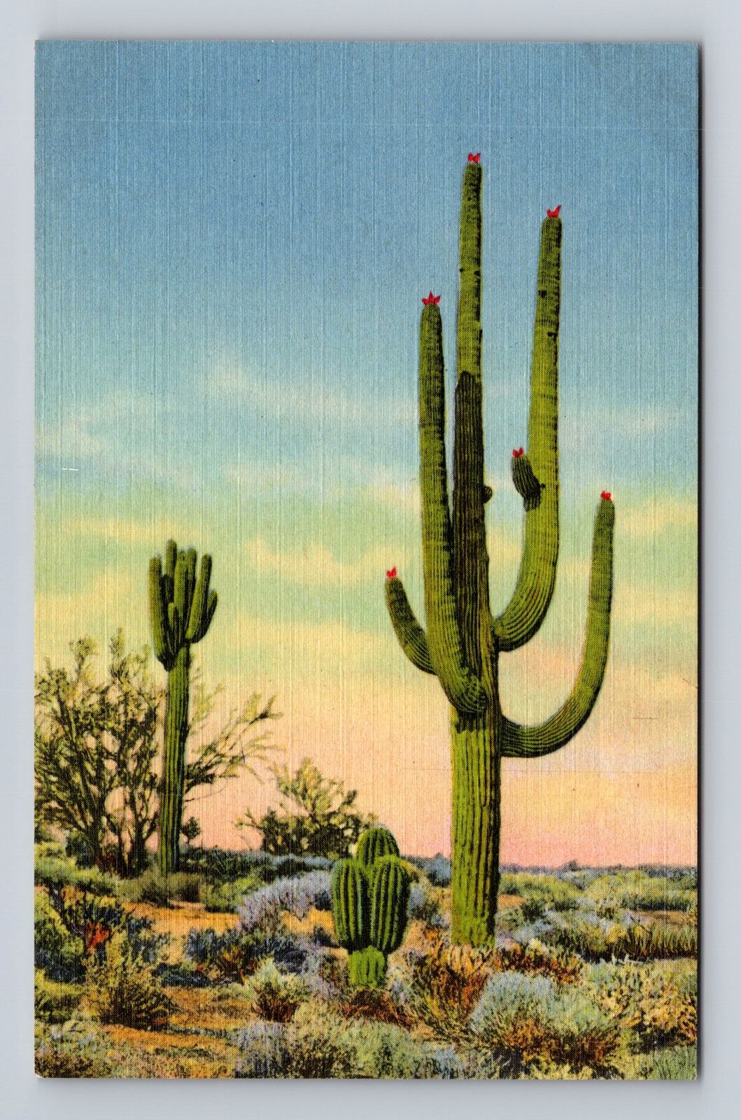 AZ- Arizona, Giant Sahuario Cactus, Antique, Vintage Souvenir Postcard