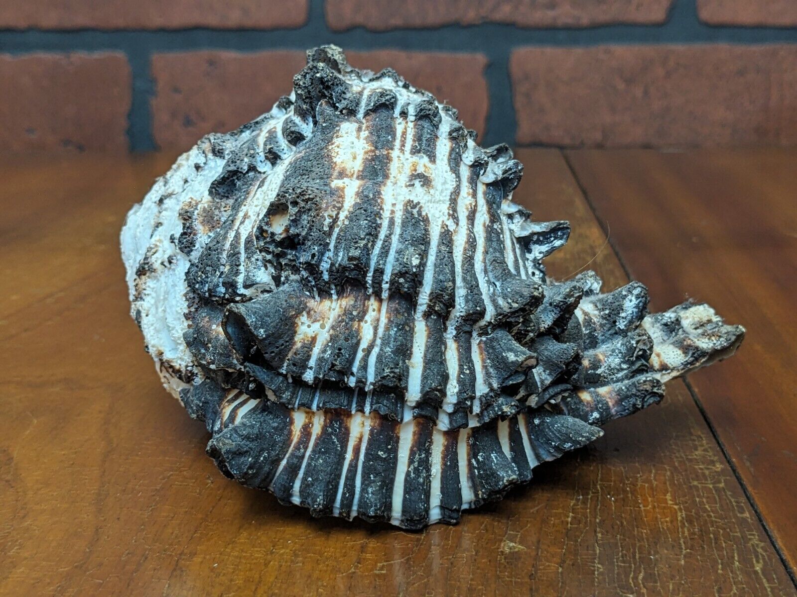 Hexaplex Radix Murex Zebra Conch Natural Sea Shell 6\