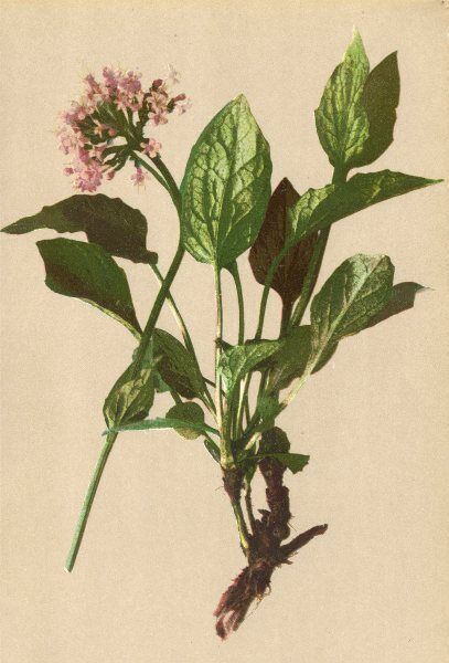 ALPENFLORA ALPINE FLOWERS. Valeriana Montana L-Bergbaldrian 1897 old print