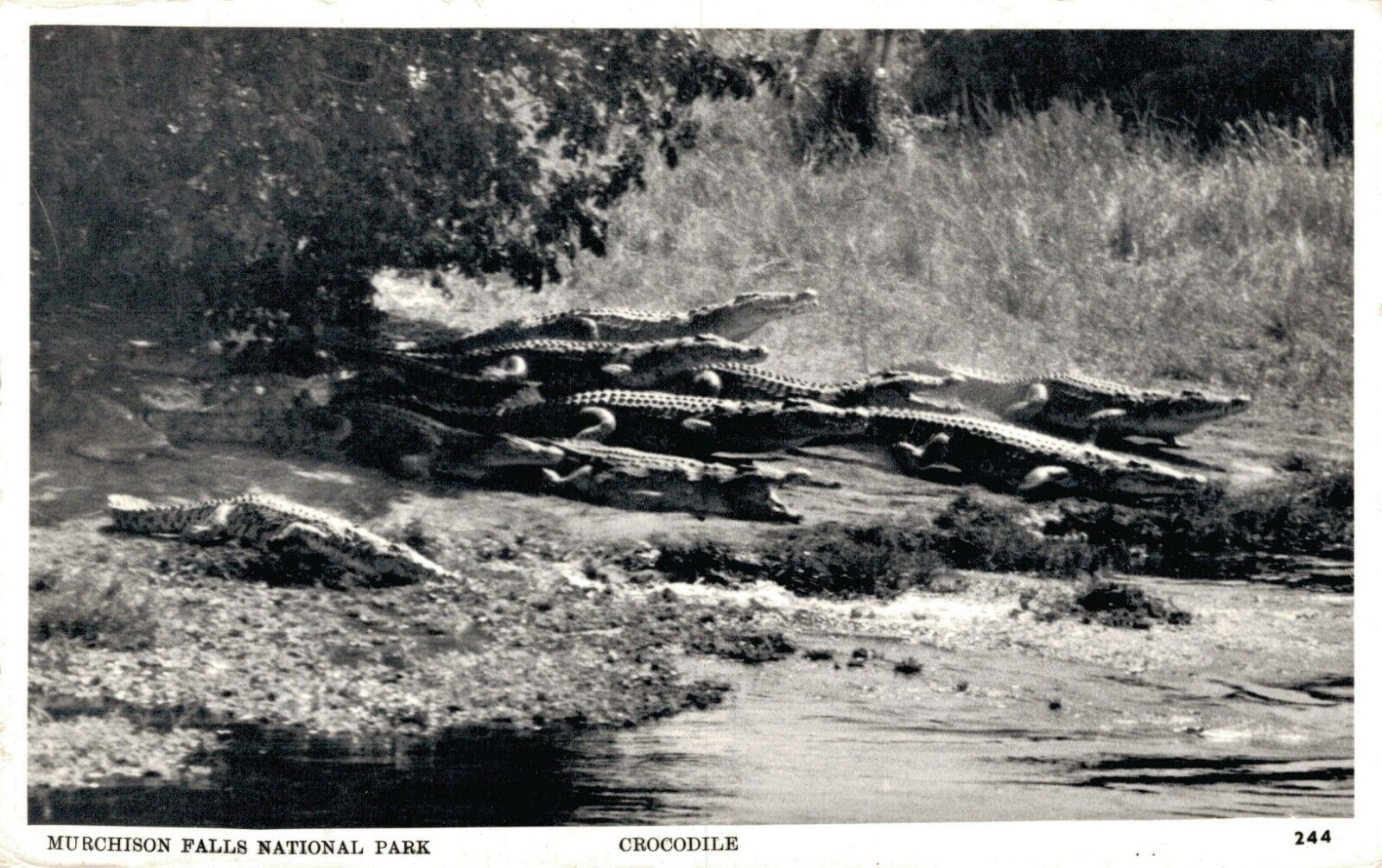 Uganda Crocodile Murchison Falls National Park RPPC 06.19