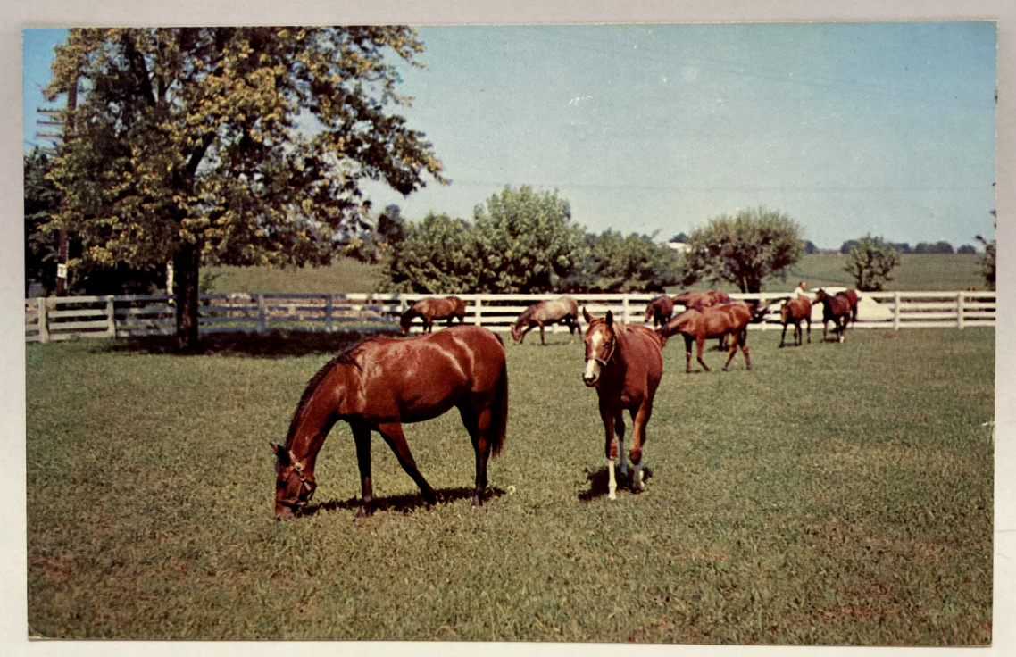 Greetings from The Heart of Corn County, Hedrick, Iowa IA, Horses Postcard