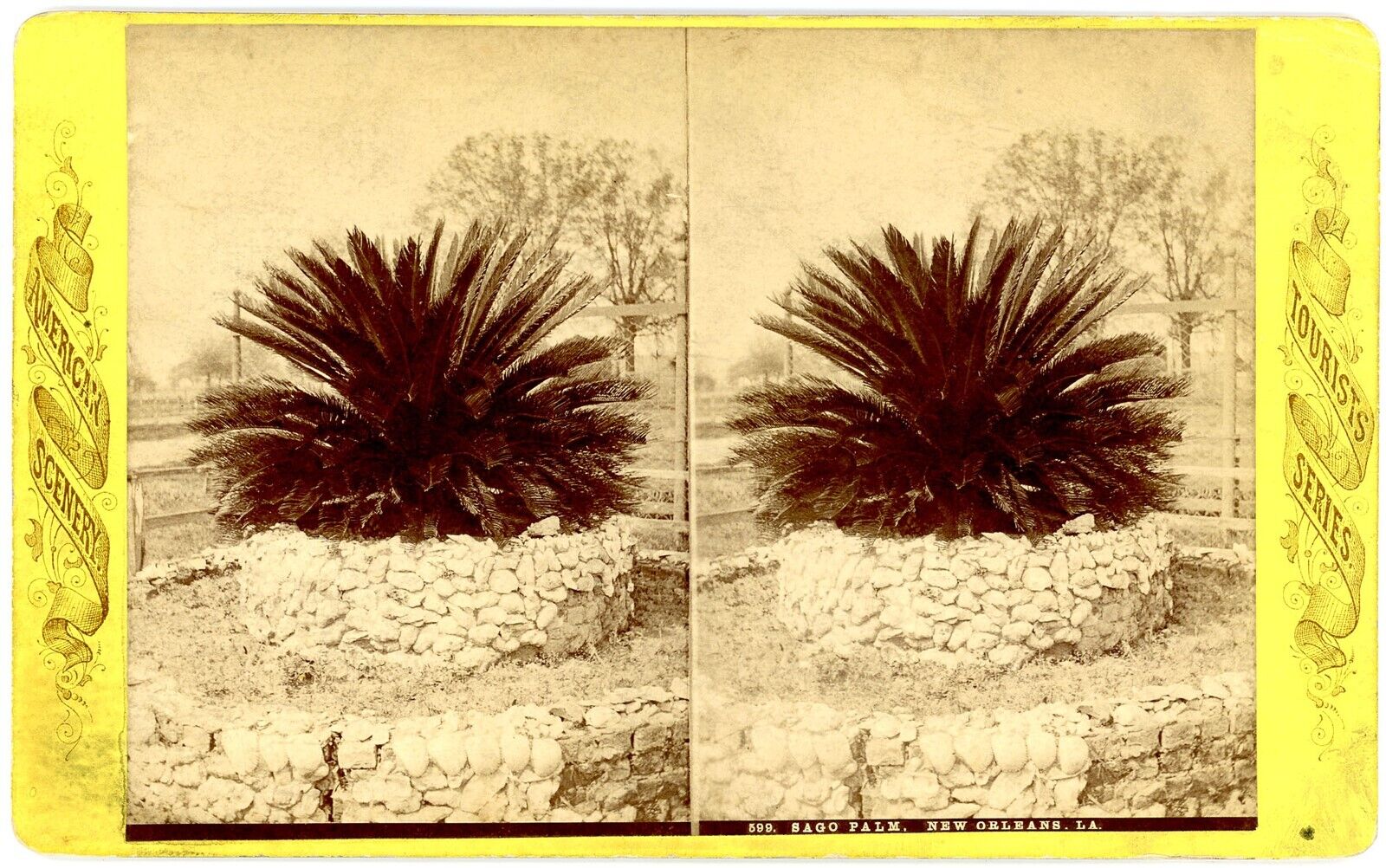 LOUISIANA SV - New Orleans - Sago Palm - 1880s