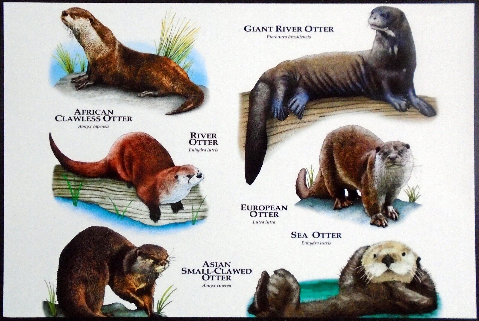 Café Press Otter Varieties, Giant River Otter, African Clawless Otter, Sea Otter