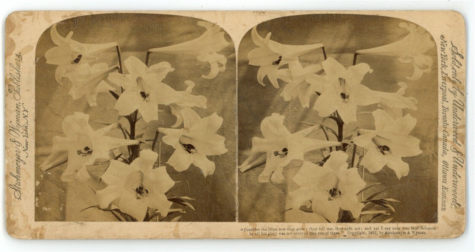 1895 Strohmeyer & Wyman Real Photo Stereoview Card \