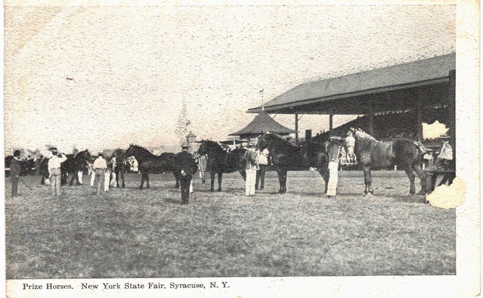 Syracuse State Fair Prize Horse 1910 Unused NY 