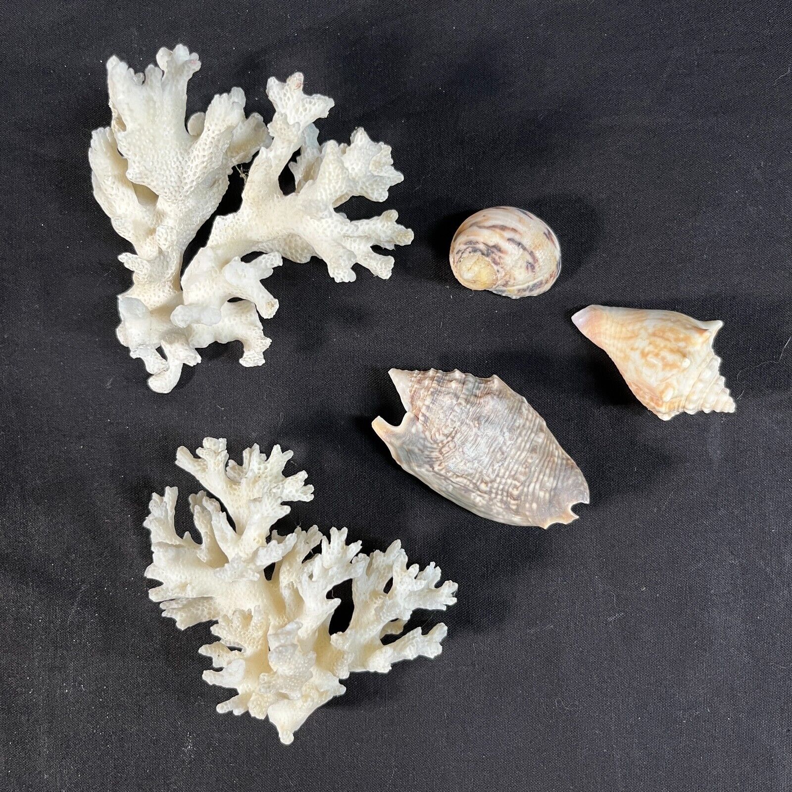 Mixed Natural Sea Shells x 5