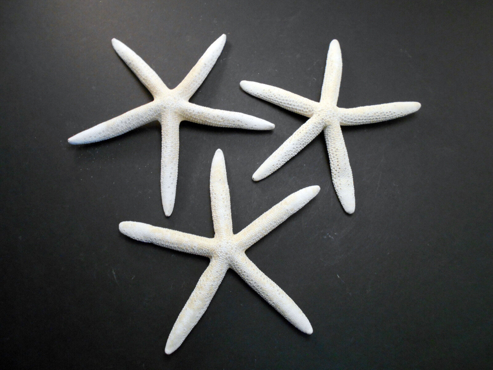 3 Large White Pencil (Finger) Starfish 6\