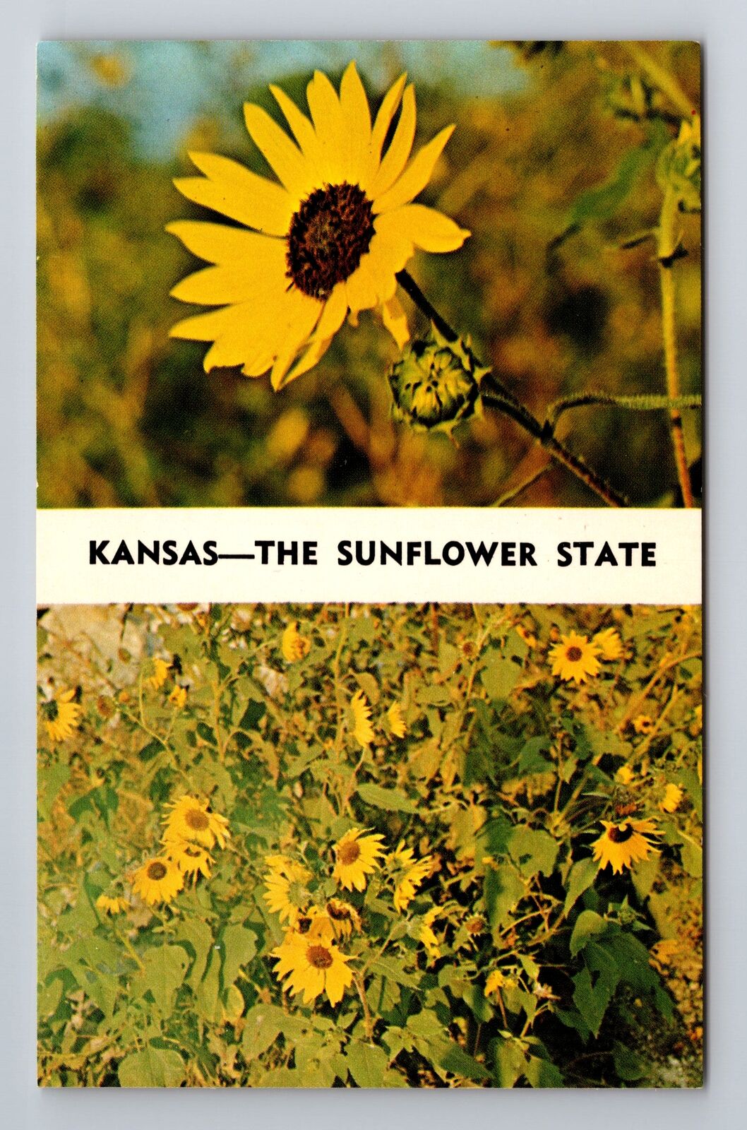 KS-Kansas, Sunflowers, Kansas State Flower, Antique Vintage Souvenir Postcard