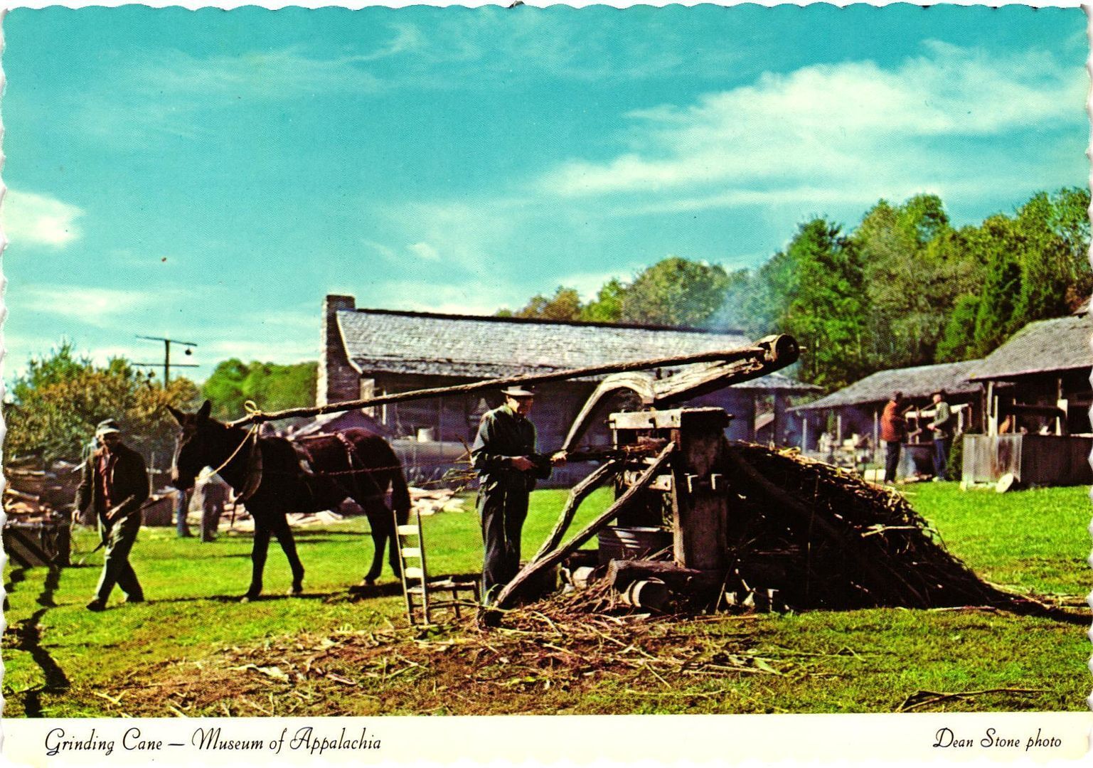 Vintage Postcard 4x6- GRINDING CANE, MUSEUM OF APPALACHIA, NORRIS, TN.