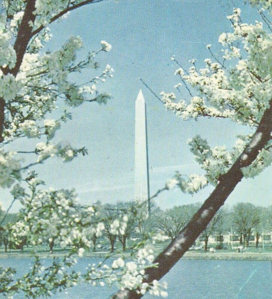 Washington Monument & Cherry Blossoms Washington DC 1959 Chrome Postcard
