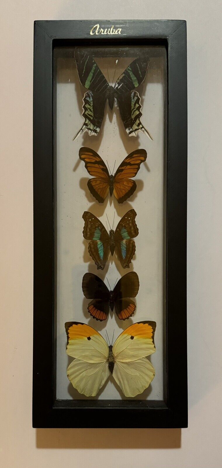 5 Real Butterflies Mounted Taxidermy Double Pained Glass Wood Frame Aruba