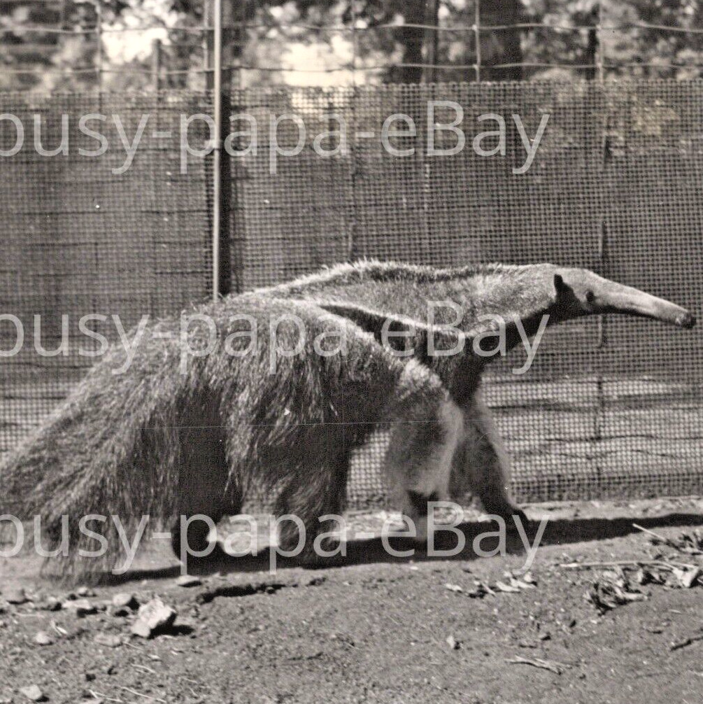 1950s Giant Ant Eater Bronx Zoo New York James Sawders Nutley New Jersey Photo