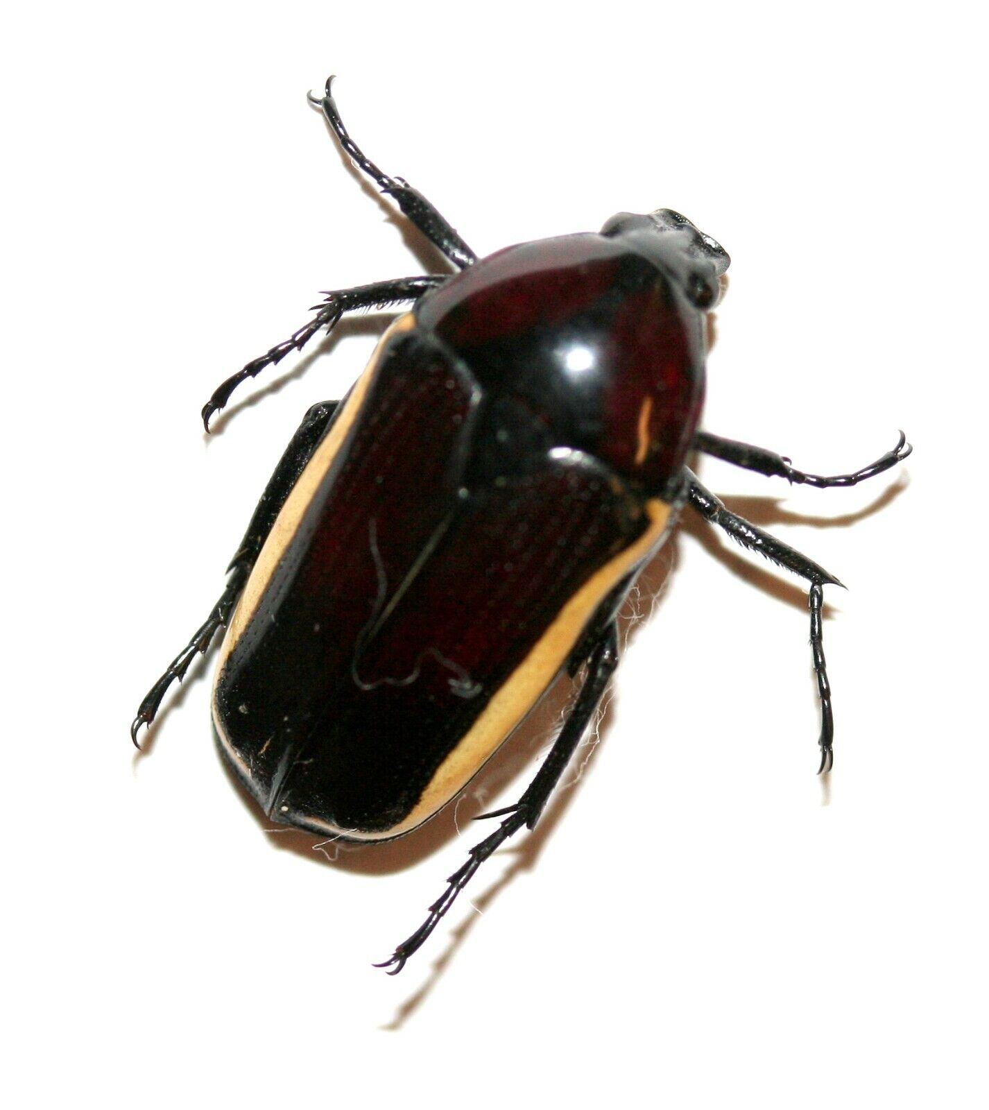 Insect Beetle Cetoniidae Coleoptera Chlorocala fraudatrix-Very Rare