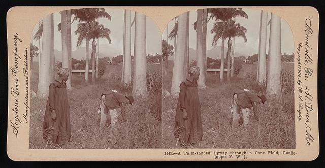 Photo:A Palm-shaded Byway through a Cane Field,Guadeloupe,F. W. I.