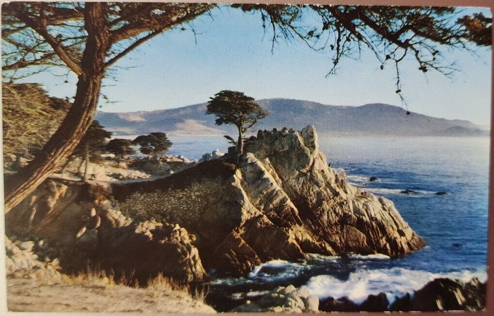 Vintage 50s 60s Monterey Peninsula California Postcard Unposted Scenic Tree Vtg