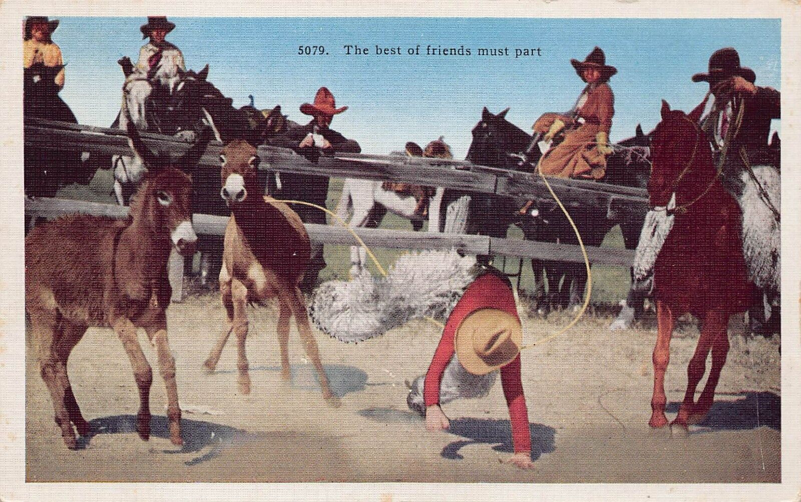 Miles City MT Montana Western Cowboy Roping Burro Donkey Mule Vtg Postcard P4