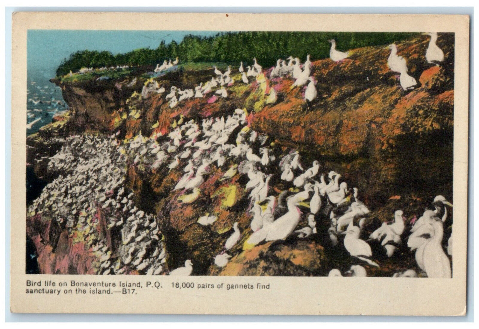 c1950\'s 18000 Pairs of Gannets Bird Life on Bonaventure Island Canada Postcard