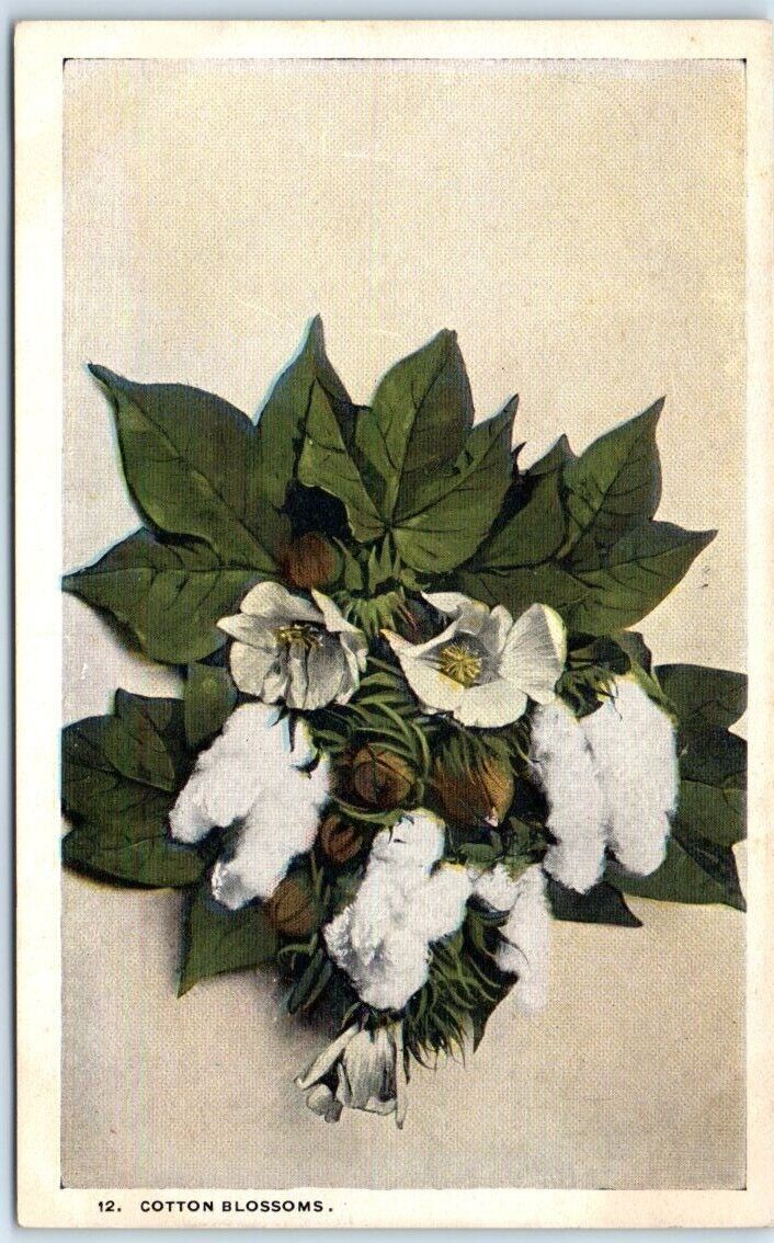Postcard - Cotton Blossoms